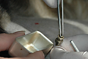 Gold fuer Implantate